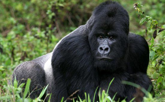 Ein Silverback im grünen Regenwald von Ruanda