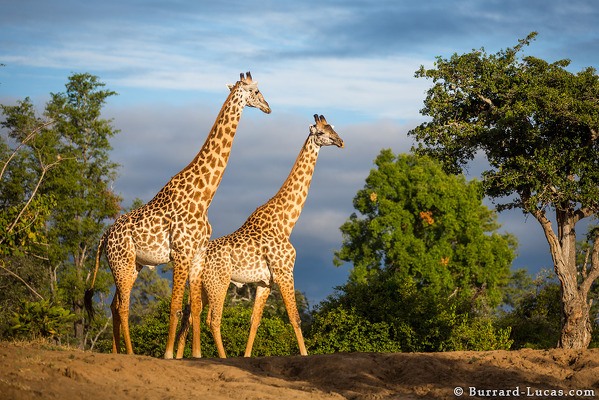 Thornicoft giraffe, South Luangwa National Park, Zambia