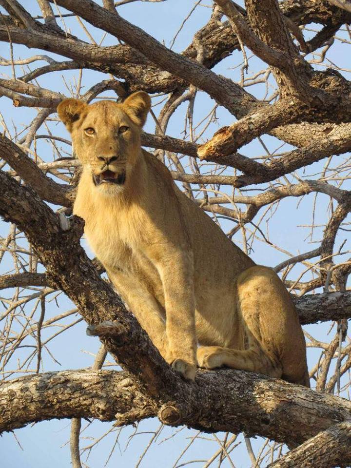 A lioness in a tree at South Luangwa National Park