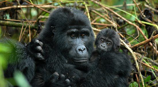 Ein Gorillajunges klammert sich an seine Mutter