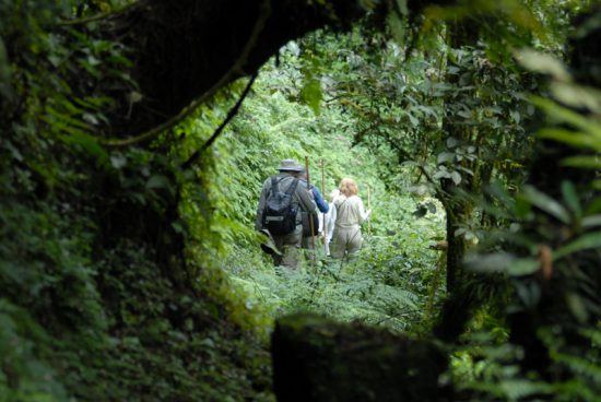 Reisende wandern beim Gorilla-Trekking durch den Volcanoes Nationalpark