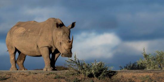 Ein Breitmaulnashorn auf einem Hügel vor dramatischem Himmel