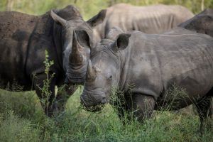 animaux d'afrique : rhinocéros blancs