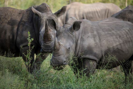 Mehrere Breitmaulnashörner auf einer grünen Wiese