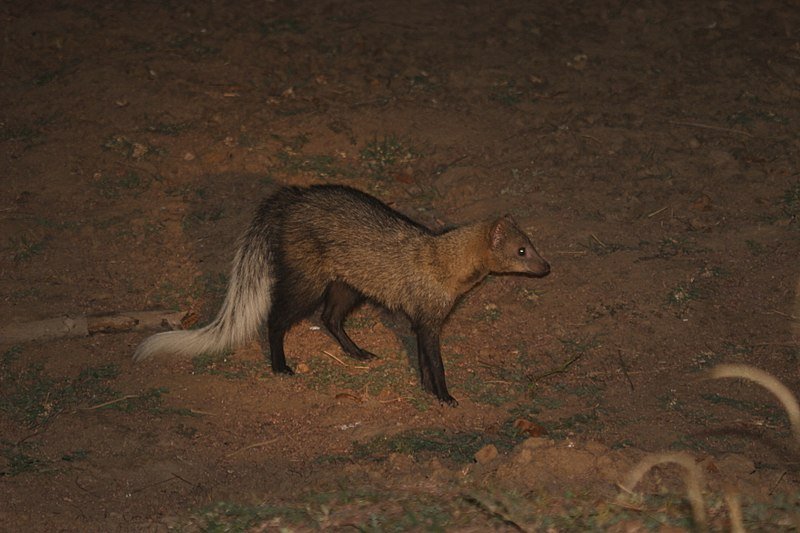 A White-tailed Mongoose is spotlighted at a night game drive