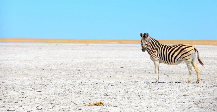 A zebra roaming the isolated Makgadikgadi Pans