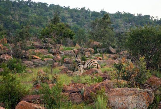 Zebra em safári em Welgevonden