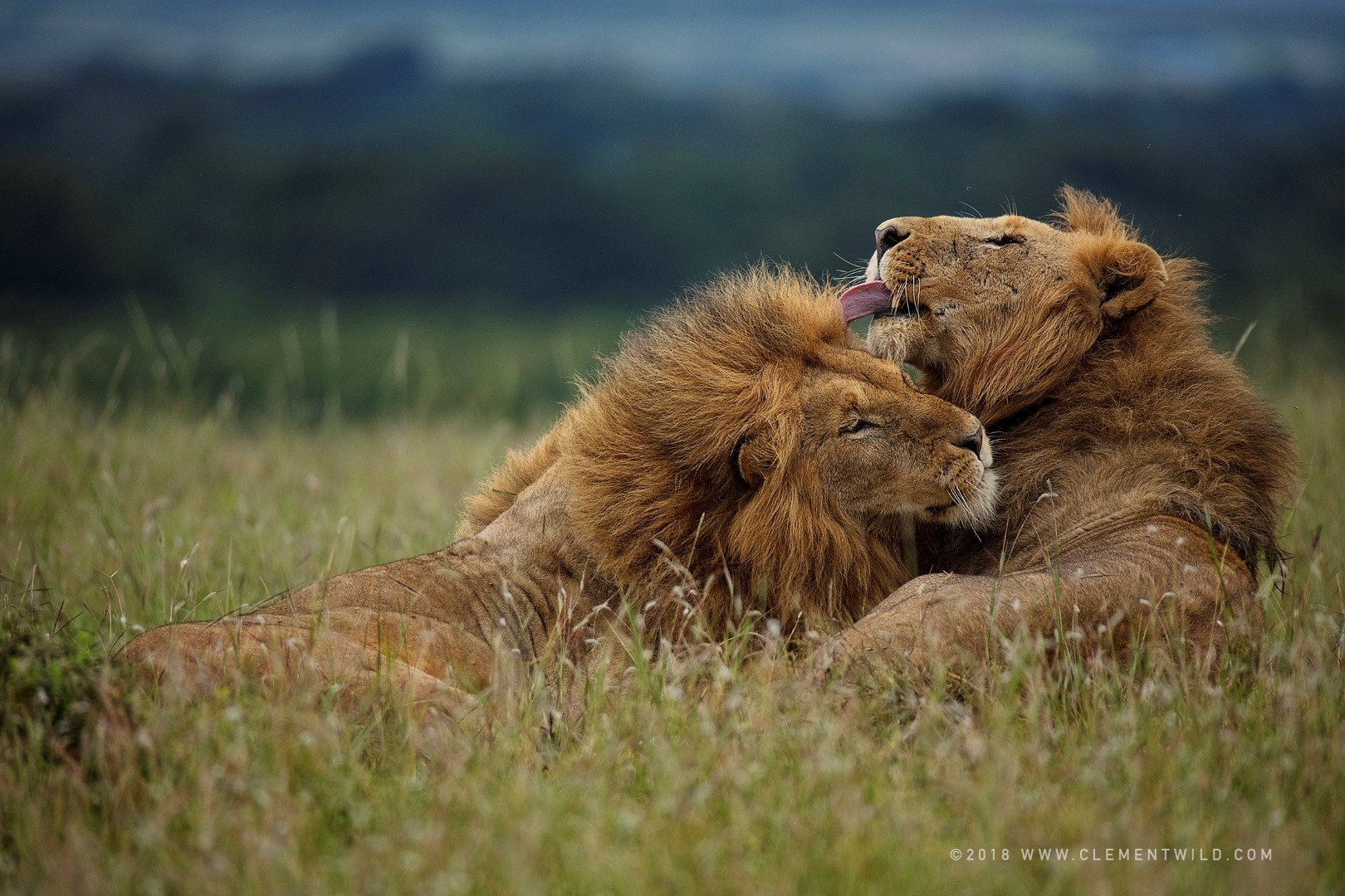 Une des photos en safari de deux lion capturés dans la nature après une longue attente