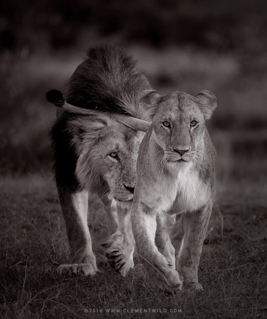 A black and white image of two lions walking towards the camera