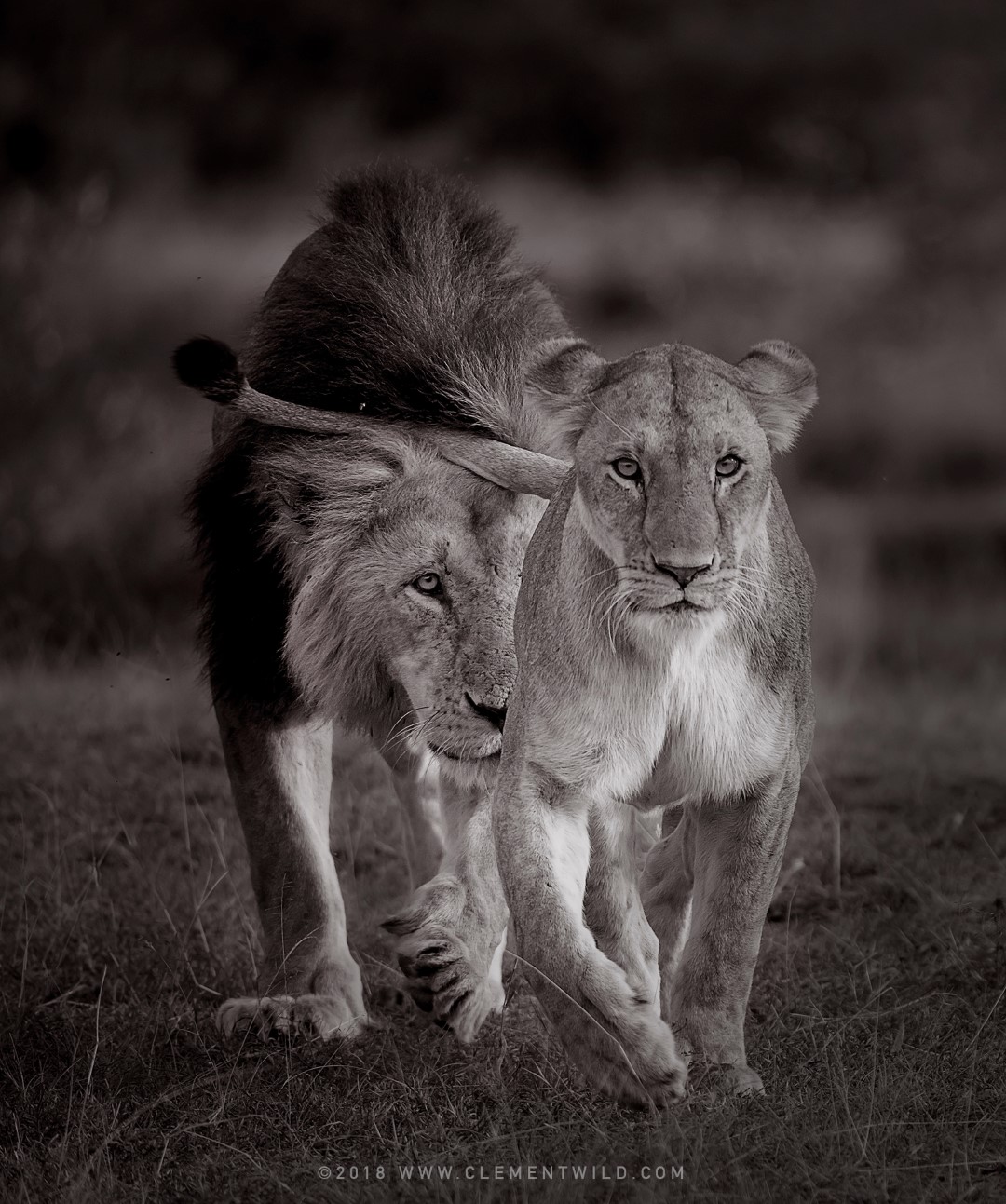 Photo en noir et blanc de deux lions marchant en direction de l'objectif