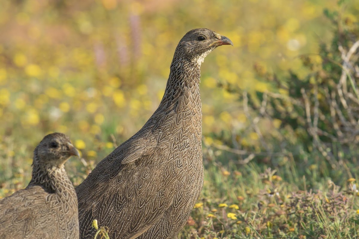 Faune et safari pendant la saison de floraison en Afrique du Sud