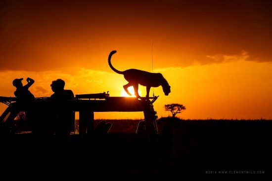 On a game drive at sunset 