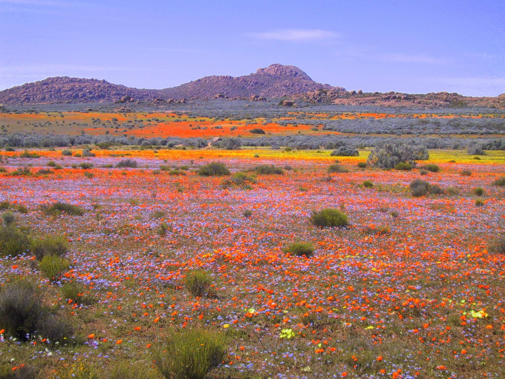 Champs de fleurs colorées lors de la floraison dans le Namaqualand en Afrique du Sud.