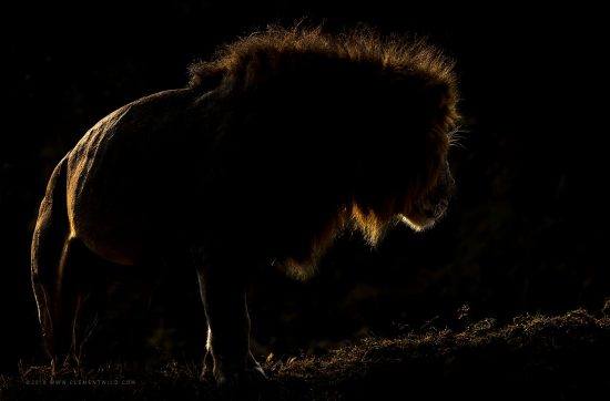 An underexposed image of a male lion at night