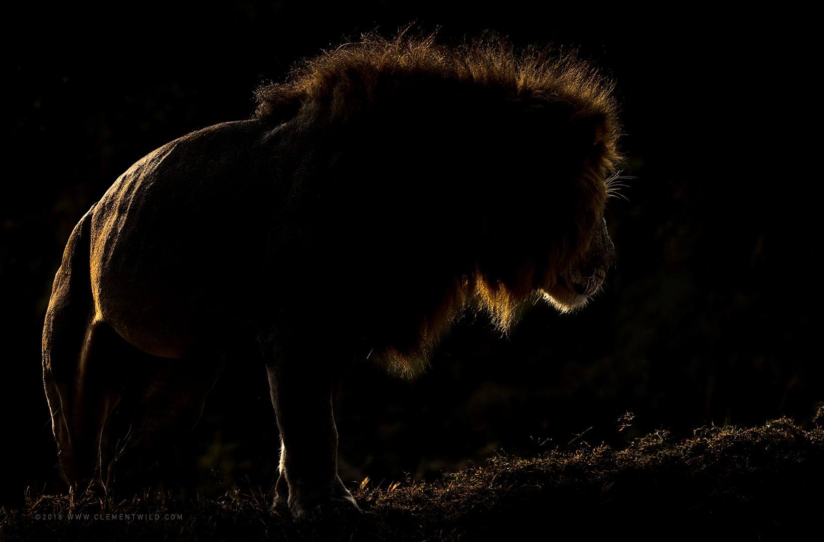 Photo sous-exposée d'un lion de nuit