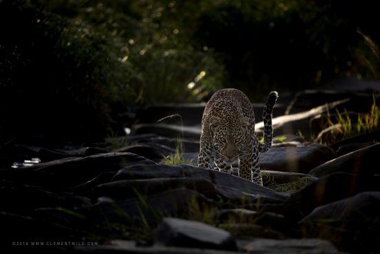A leopard standing amid some rocks photographed in natural light 