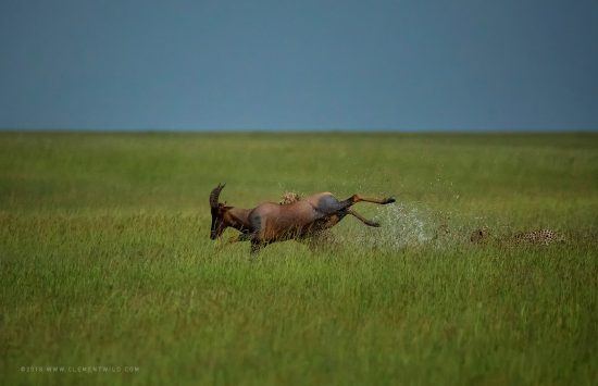 A cheetah bringing down a buck in the grass