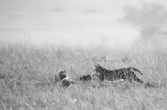 A black and white photo taken with a long lens 