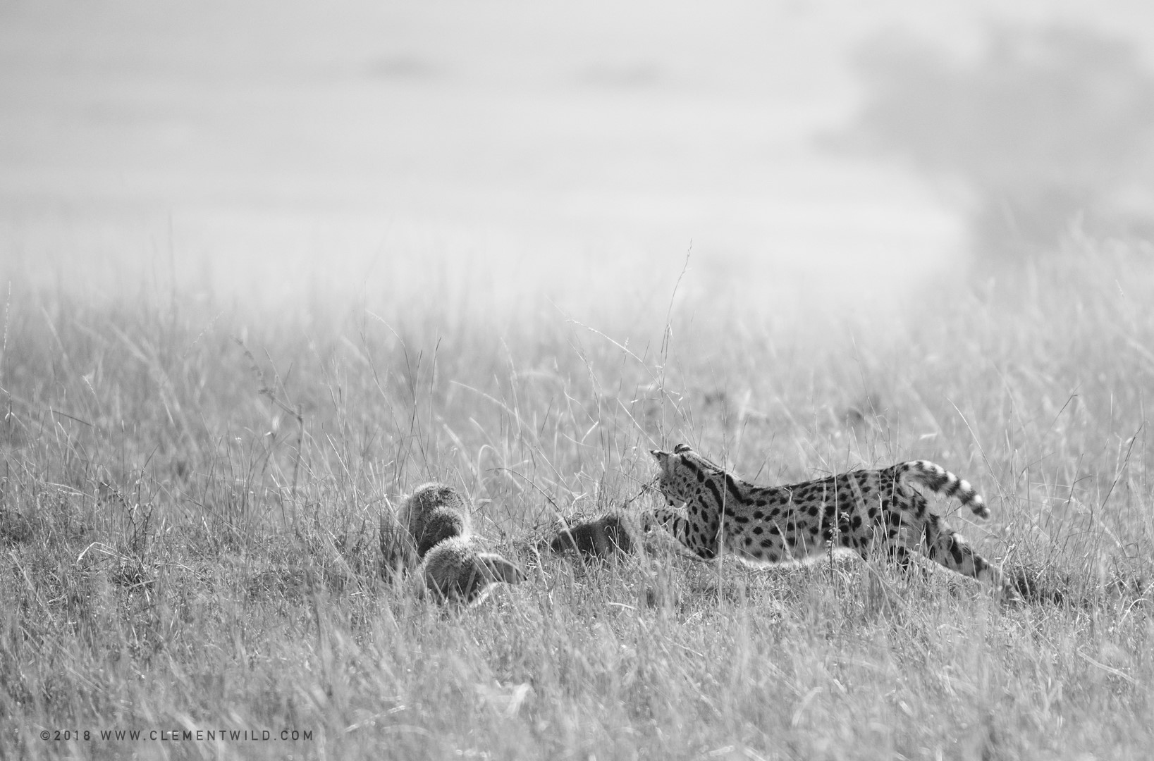 Photo en noir et blanc prise avec un long objectif