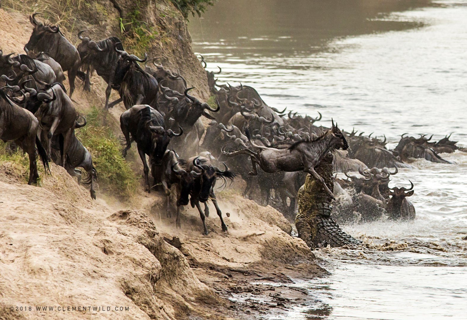 Gnous tentant de traverser la rivière Mara lors de la Grande Migration