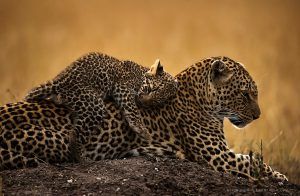 animaux d'afrique du sud