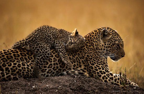 A leopard cub lying on its mothers back 