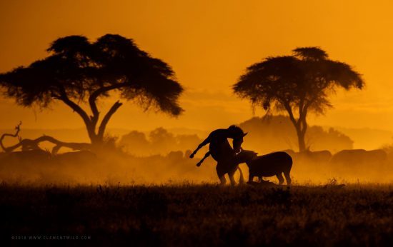 An image taken at dusk showing animal and tree outlines