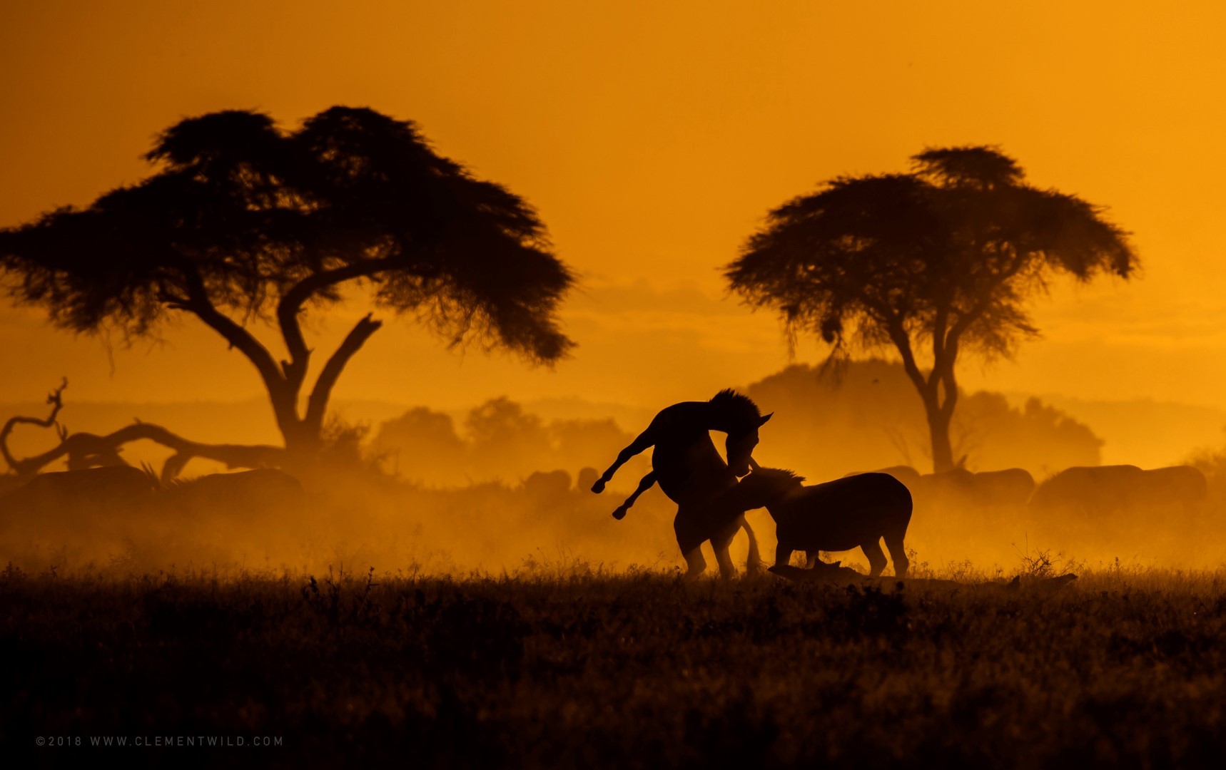 Photo prise au crépuscule, montrant des silhouettes d'arbres et d'animaux