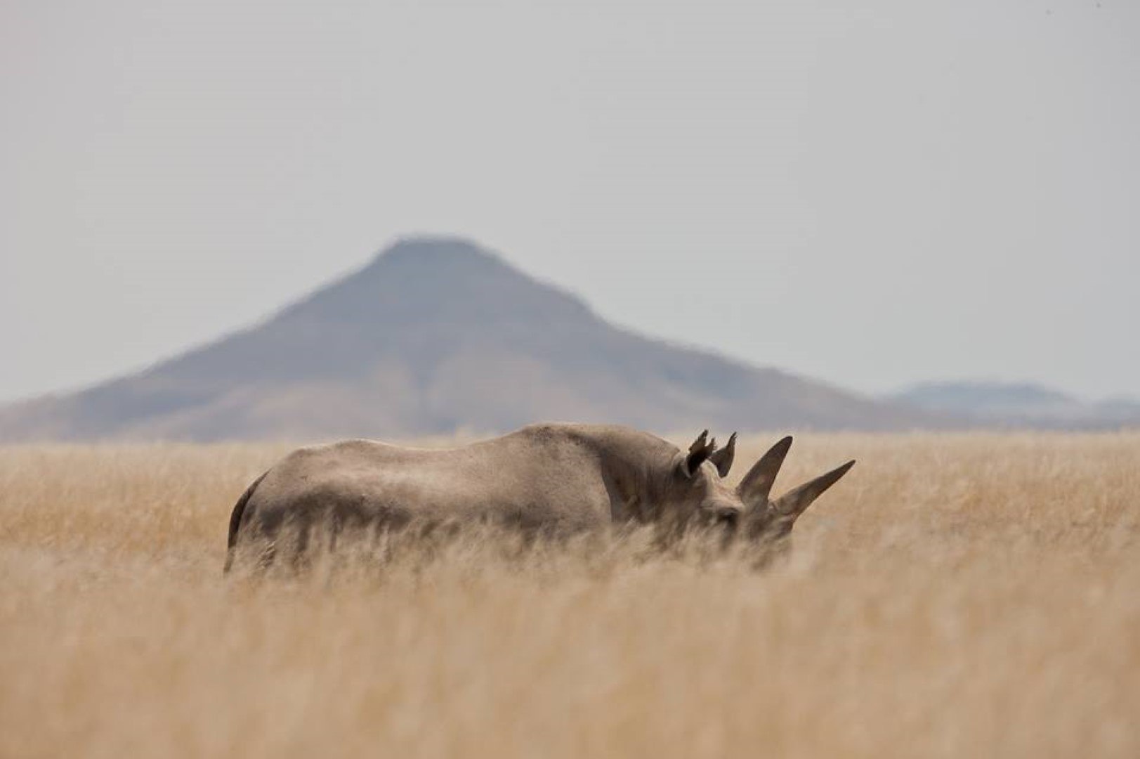 Rhinocéros noir dans les plaines lunaires et deserts de Namibie.