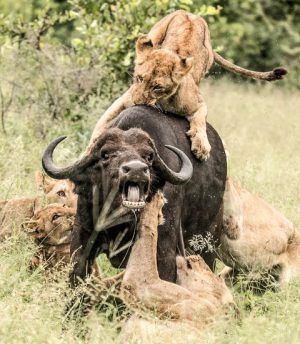 Scène de chasse d'un lion et d'un buffle en Afrique