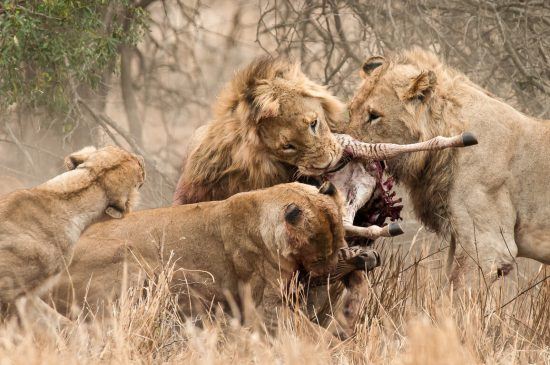 Tribu de lions tuant et dévorant un zèbre, scènes de chasse animaux sauvages