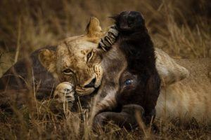 Un león deborando a su presa