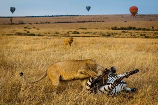 Lion chassant et dévorant un zèbre dans la plaine du Seregenti en Tanzanie