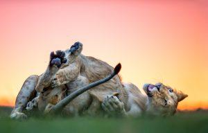 África en imágenes: un grupo de leones jugando sobre la hierba