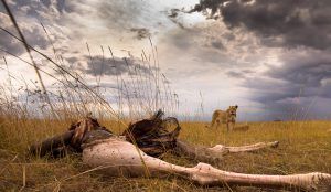 África en imágenes: restos mortales de un animal junto a un león