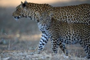 Una pareja de bellos leopardos