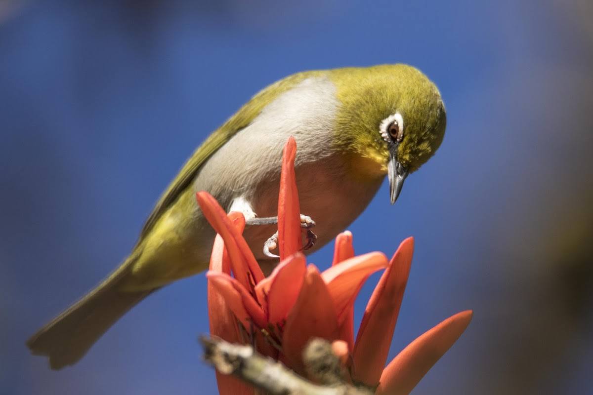 A Cape white-eye sits on a flower