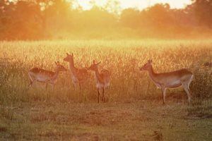 África en imágenes: Ciervos en la sabana al atardecer