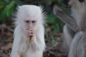 África en imágenes: un curioso primate albino