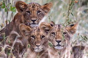 África en imágenes: familia de leones