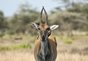 África en imágenes: la penetrante mirada de un ciervo