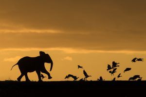 África en imágenes: figuras de elefante y pájaros a contraluz