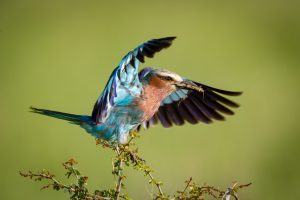 África en imágenes: Un colorido pájaro