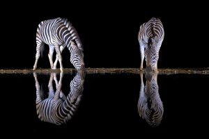 África en imágenes: dos cebras reflejadas en el agua de noche