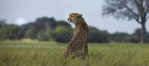 Un hermoso leopardo en la sabana