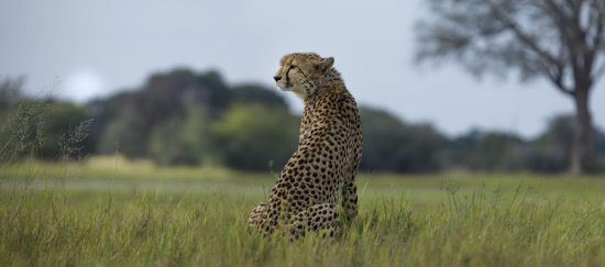 Madkiwe | Safari en Afrique du sud sans paludisme