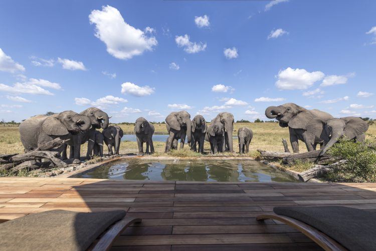 Elephants drinking from the pool 