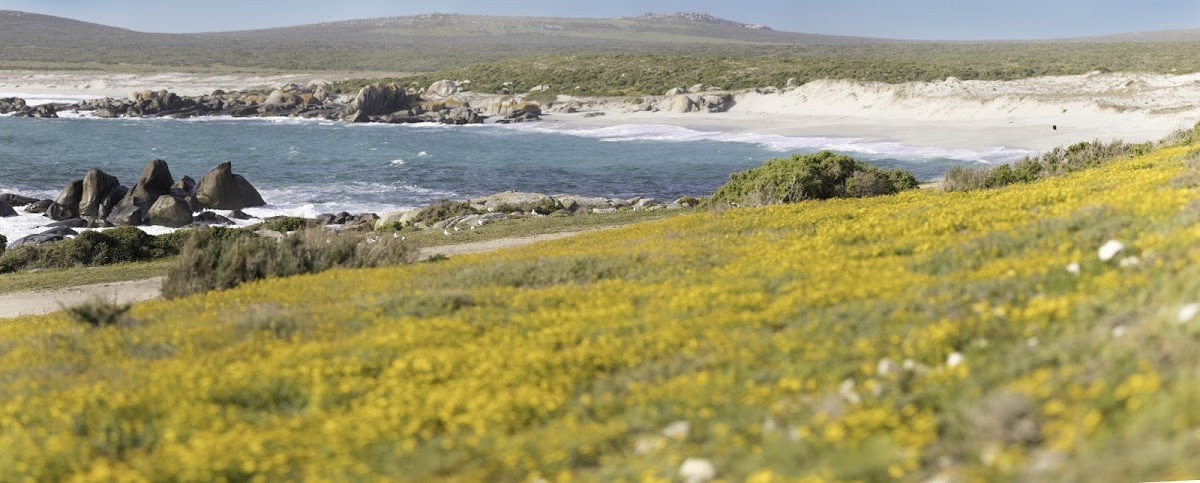 Le lagon de Langebaan pendant la floraison du Cap-Occidental