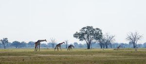 Uma bela paisagem cheia de girafas