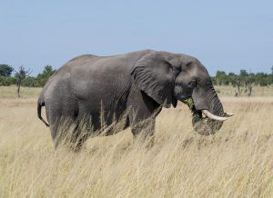 Un elefante en la sabana